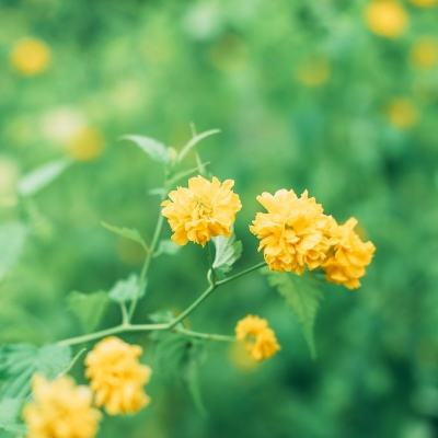 元素物语中文版下载